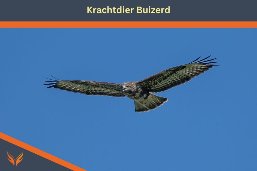 Krachtdier buizerd