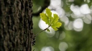 Spirituele betekenis van de eik