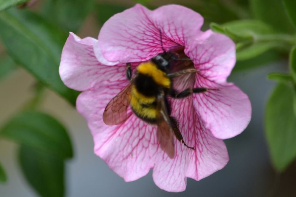 Spirituele Betekenis Hommel: Hard werken en persoonlijk succes