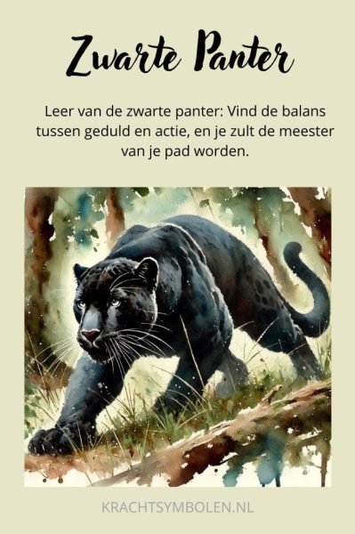 Zwarte panter