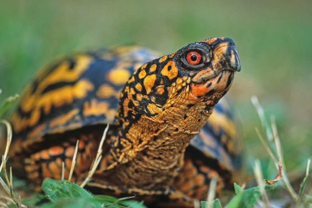 Hoe Snel Kan Een Schildpad Rennen